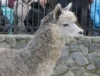 В Харьковский зоопарк привезли альпаку