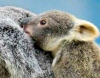 В зоопарке Тайваня родились три коалы