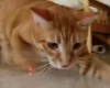 Кошки - неутомимые охотники на лазеры