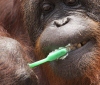 Орангутан чистит зубы как человек