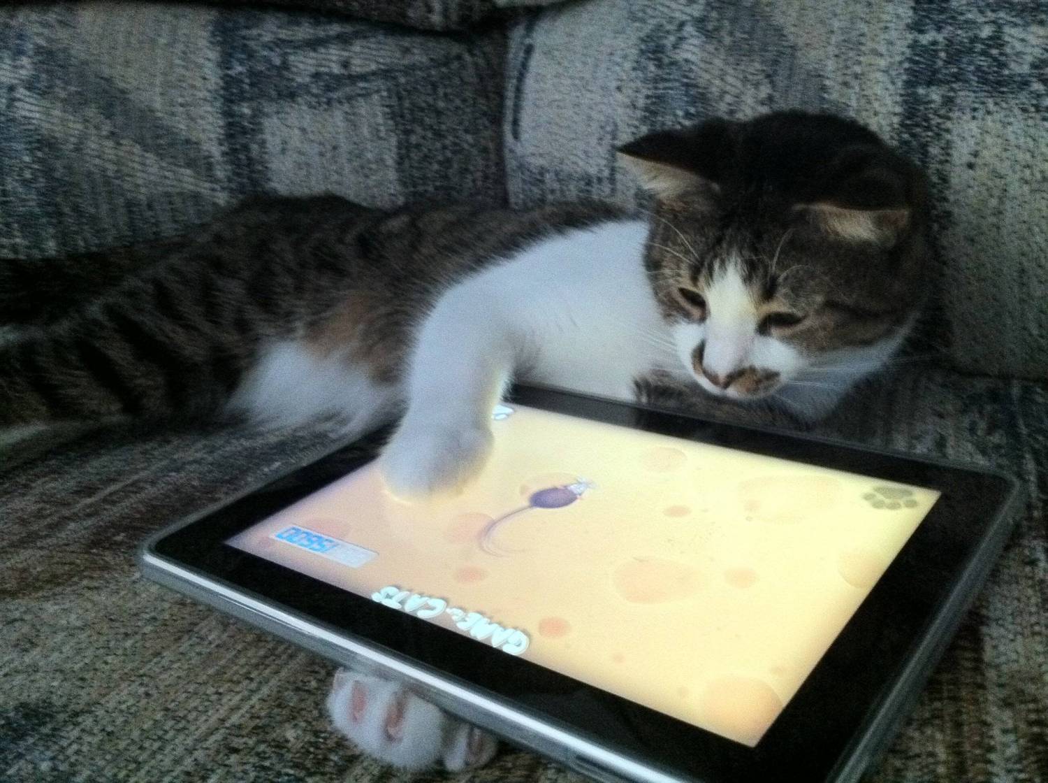 Котам из Дубая покупают личные iPad - Хорошие новости про животных
