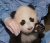 Новые фото маленькой панды из Сан-Диего