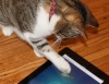 Котам из Дубая покупают личные iPad