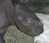 В зоопарк Нью-Мексико привезли детеныша носорога