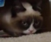 Новое видео с Grumpy Cat
