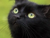 В Италии отметили День Защиты Черных Котов