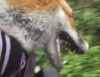 Защитница животных спасла лису от охотников