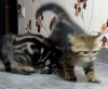 Скоростные котята