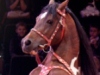 Уникальный туркменский конный цирк приехал в Беларусь