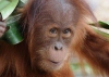 Орангутану Деви исполнилось два года