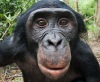 Приматы должны получить человеческие права