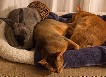Кошки и кролик живут душа в душу (19 фото + видео)