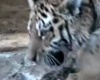 В приморский Сафари-парк привезли двух тигриц