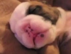 Милый спящий щенок английского бульдога