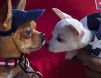 На Кубе прошла большая собачья выставка