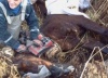 Крымские спасатели вытащили из болота беглого коня