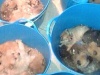 Английские полисмены спасли более 80 щенков