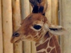 В зоопарке Брукфильда родился сетчатый жираф