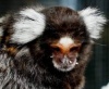 В австралийском зоопарке родился детеныш мармозетки