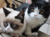 Grumpy Cat - Фотосессия с братом (7 фото)