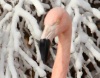 Фламинго в снегу (6 фото)