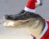 Крокодилов нарядили Санта-Клаусами (4 фото)
