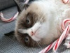 Рождественский фотосет Сердитого кота (Grumpy Cat )
