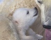 Белые медвежата с мамой в канадском парке