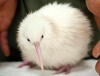 В Новой Зеландии родился уже третий белый киви