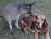Пес и кенгуру