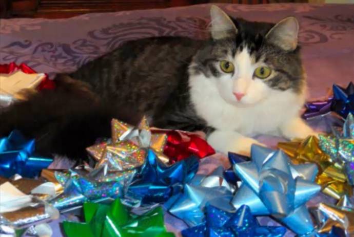 Первое Рождество двуногого кота Анакина