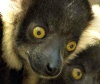 Близнецы-лемуры вари из Mogo Zoo