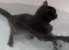 Кот обожает плавать в ванной