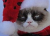 Сердитая Grumpy Cat и ее брат устали от Рождества (+ видео)