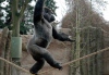 Удивительная горилла научилась ходить по канату