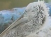 На Ставрополье спасли замерзающего в поле пеликана