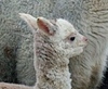 В немецком зоопарке родился детеныш альпаки