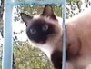 Кошка выделывает трюки на ограждении балкона