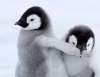 Очаровательные пингвинята (11 фото)