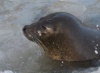 В Китае спасли попавших в ледяную ловушку тюленей (10 фото)