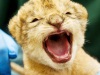 В зоопарке штата Омаха родились пять львят