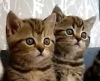 Самые популярные кошачьи видеоролики в 2012 году