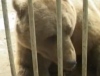В Каневском зоопарке обосновался медведь-вегетарианец