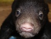 В зоопарке Айдахо родились медвежата-губачи
