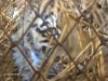 В Хабаровском крае спасают тигренка из Приморья
