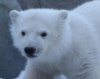 Белый медвежонок из Торонто едет в новый зоопарк