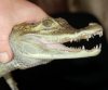 Таможенники Харькова спасли замерзшего крокодильчика
