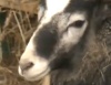Животноводы выводят новые виды коров, овец и коз