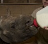 В зоопарке Сан-Диего выхаживают детеныша носорога