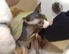 В Кемерово спасли застрявшего в ванной кота- сфинкса